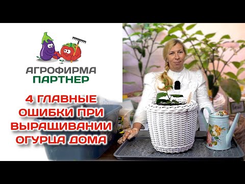 4 главные ошибки при выращивании огурца дома