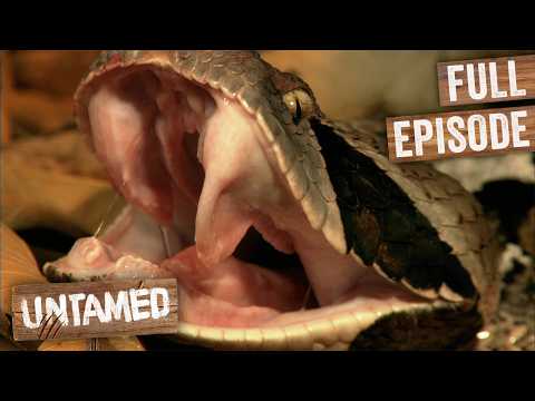 Viper With Longest Fangs on Earth Hunts Rat Down | Full Episode | Speed Kills