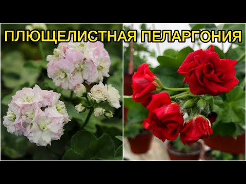 Плющелистная пеларгония от А до Я. Особенности выращивания и ухода.