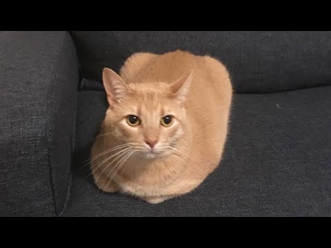 New Funniest Cats Clips 2025😼Try Not To Laugh😜 #26