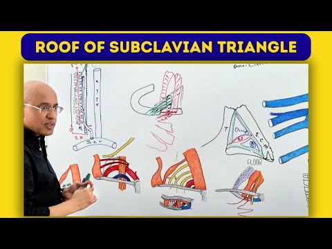 Roof of Subclavian Triangle