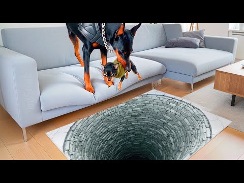 Funniest Animals Falls Ever – Cats, Dogs & More!