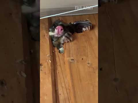 possum in the walls wants inside