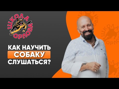 Как научить собаку слушаться?