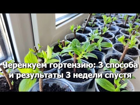 Черенкование гортензии 3 способами | Результаты черенкования гортензий 3 недели спустя