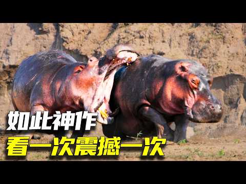 看一次震撼一次！這樣頂尖的紀錄片，看完都不知道怎麼拍的