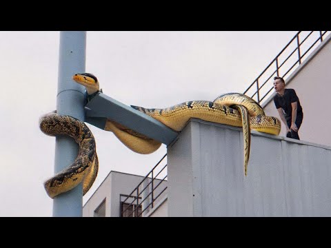 25 Biggest Creatures Ever Caught On Camera !