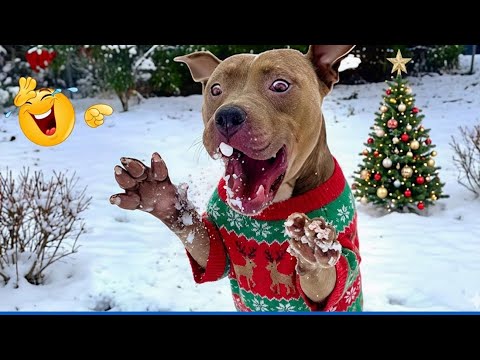 Try Not To Laugh 😂 Funniest Christmas Cats & Dogs Compilation  🎄🐶🐱