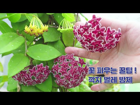 Hoya plants, flower tips! What if you got a bug?