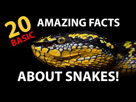 20 amazing facts about snakes! 🐍Do you know these basic ones?
