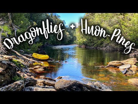 Summer Packrafting Trip to the Worlds Oldest Tree Stand (Denison River)