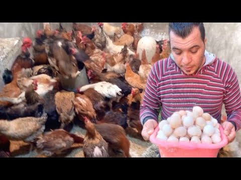 لسه بتشترى علف تبقا غلطان ارخص اول عليقة انتاج البيض مش هتلحق عل البيض فراخك قطعة بيض اعمليها مرتين