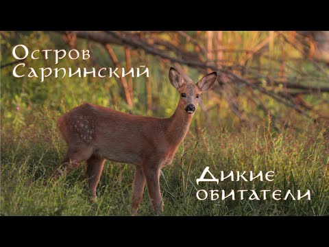 ОСТРОВ САРПИНСКИЙ. ДИКИЕ ОБИТАТЕЛИ | Совы, лисы, косули, кабаны и многие другие
