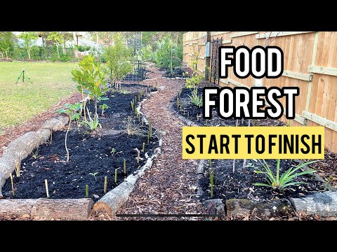 A Step by Step Guide to Creating a Food Forest From Scratch