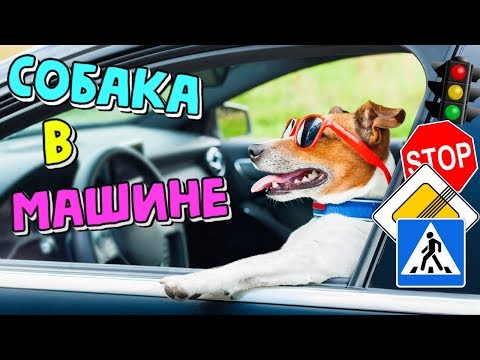 🚗HOW TO TRANSPORT A DOG IN A CAR? | TRANSPORTATION RULES