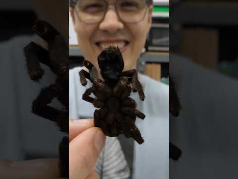 Dried tarantula tastes weird