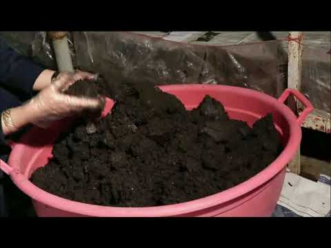 آموزش و نکات مرحله به مرحله پرورش قارچ