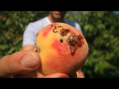 The Biggest Pest For Those Growing Peaches Plums Cherries & Other Stonefruits
