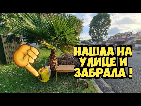 Под пальмой нашла жёлтый пакет ! Открыла и чуть не упала ! Брендовые вещи на свалке .Мусорка бутик