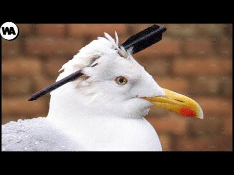 Птицам Плевать На Глупых Охотников. Люди Которые Спасли Животных