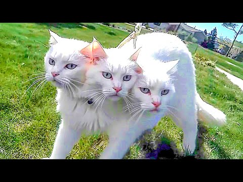 20 Cats That Are Born Only Once In a Thousand Years