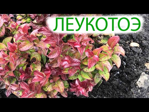 LEUCOTOE | this plant will decorate your garden even in WINTER