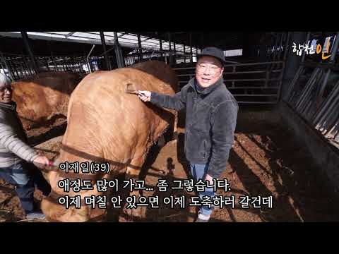 슈퍼한우를 낳은 슈퍼맘_이재일편