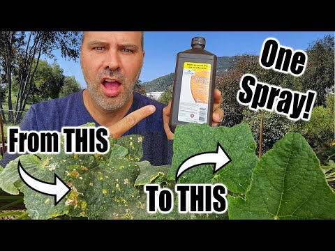 6 Benefits of Hydrogen Peroxide on Plants in the Garden