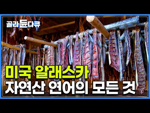 세계 최대를 자랑하는 알래스카 자연산 연어의 모든 것!┃미국 알래스카에서 겨울 월동 준비하는 법┃자연산 연어 잡이┃알래스카 연어┃인간과 바다┃#골라듄다큐