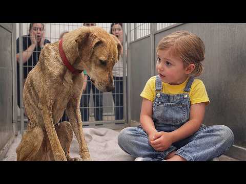 All Shelter Dogs Ignored Her… Until She Reached the Saddest One ❤️🐶