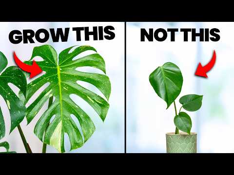 I Wish I Knew These Plant Care Tips 5 Years Ago