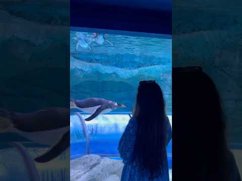 #penguin #vietnam #travel