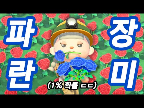 1% 확률이라는 파란 장미 피우기! 그리고 충격적 결말.....