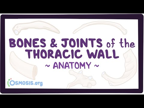 Bones and joints of the thoracic wall: Anatomy