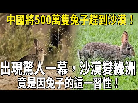 China has driven 5 million rabbits into the desert  which has actually helped turn the desert into