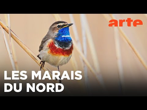 De la Somme à la frontière belge | La France côté Nord | ARTE Évasion