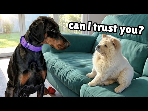 Doberman Meets the Most Adorable Fluffy Rescue Puppy