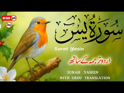 Surah Yaseen with Urdu & Hindi Translation by Ismail Al Nouri | Heart-Touching Recitation | Epi 180