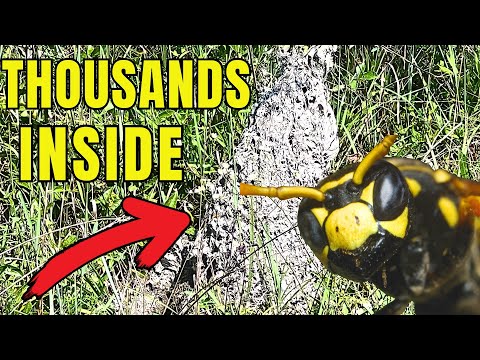MASSIVE YELLOWJACKET INFESTATION (THOUSANDS INSIDE!)