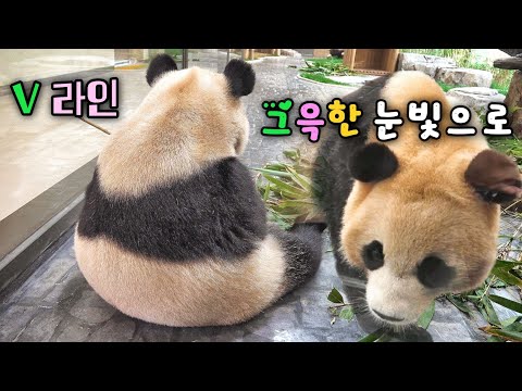 가던 길 유턴하고 멈춰선 후이바오 팬 사냥에 나설 기세 탐나는 몸매 브이라인 뒤태는 어쩔겨