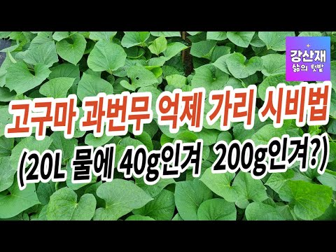 고구마 과번무 억제 가리 시비법 입니다