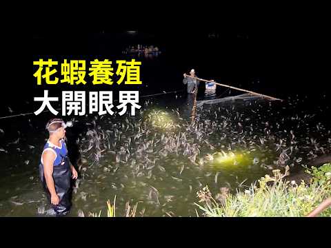 花蝦的秘密，養殖過程大開眼界