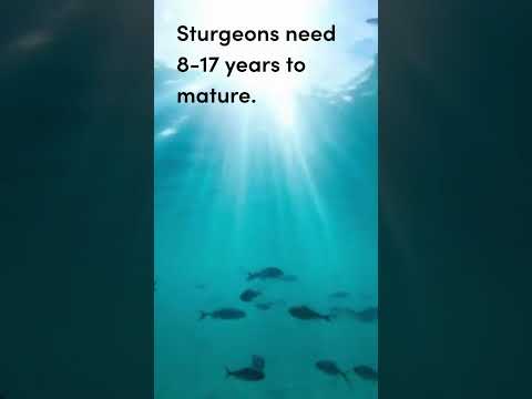 Caviar’s hidden cost — and a kinder swap