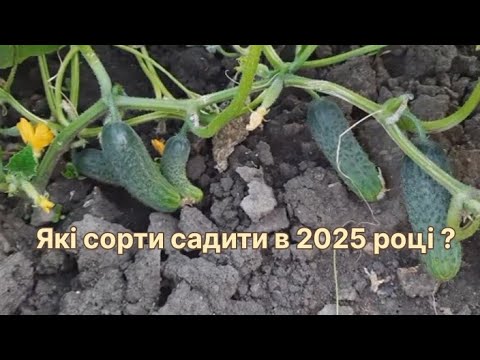Огляд найкращих  сортів огірків: для себе і на продаж!