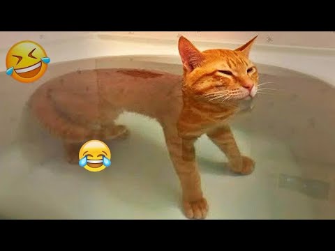 Nuevos clips de gatos y perros más divertidos de 2025 😹🐶Intenta no reírte 😂😜 Parte 8