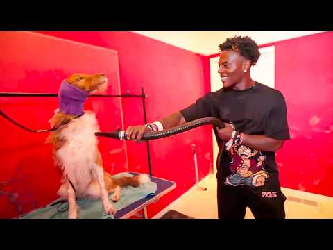 iShowSpeed Tries Dog Grooming for the First Time!
