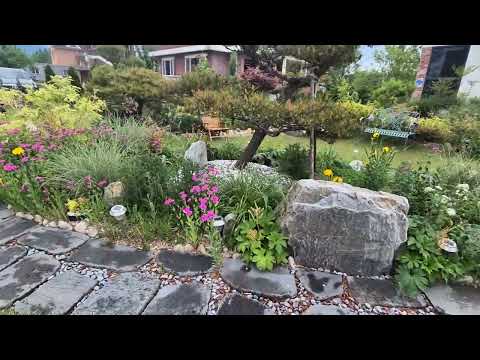 2025년 5월 3째주 정원풍경^^(Ep1 #장미 #미산딸나무 #자엽국수나무 #향달맞이 #끈끈이대나물 #천인국 #미스김라일락 #레드로빈홍가시 #은사초 #불두화 #속초여행 #가드닝)