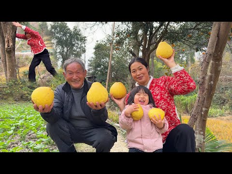 Grandpa needs to eat a bite of pomelo every day to sleep well. We picked all the pomelos for him ...
