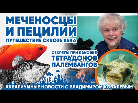 Аквариумные новости с Владимиром Ковалевым (09.02.2024).Меченосцы и пецилии - путешествие в прошлое!