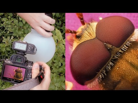 2 Hours of Relaxing POV Macro Photography